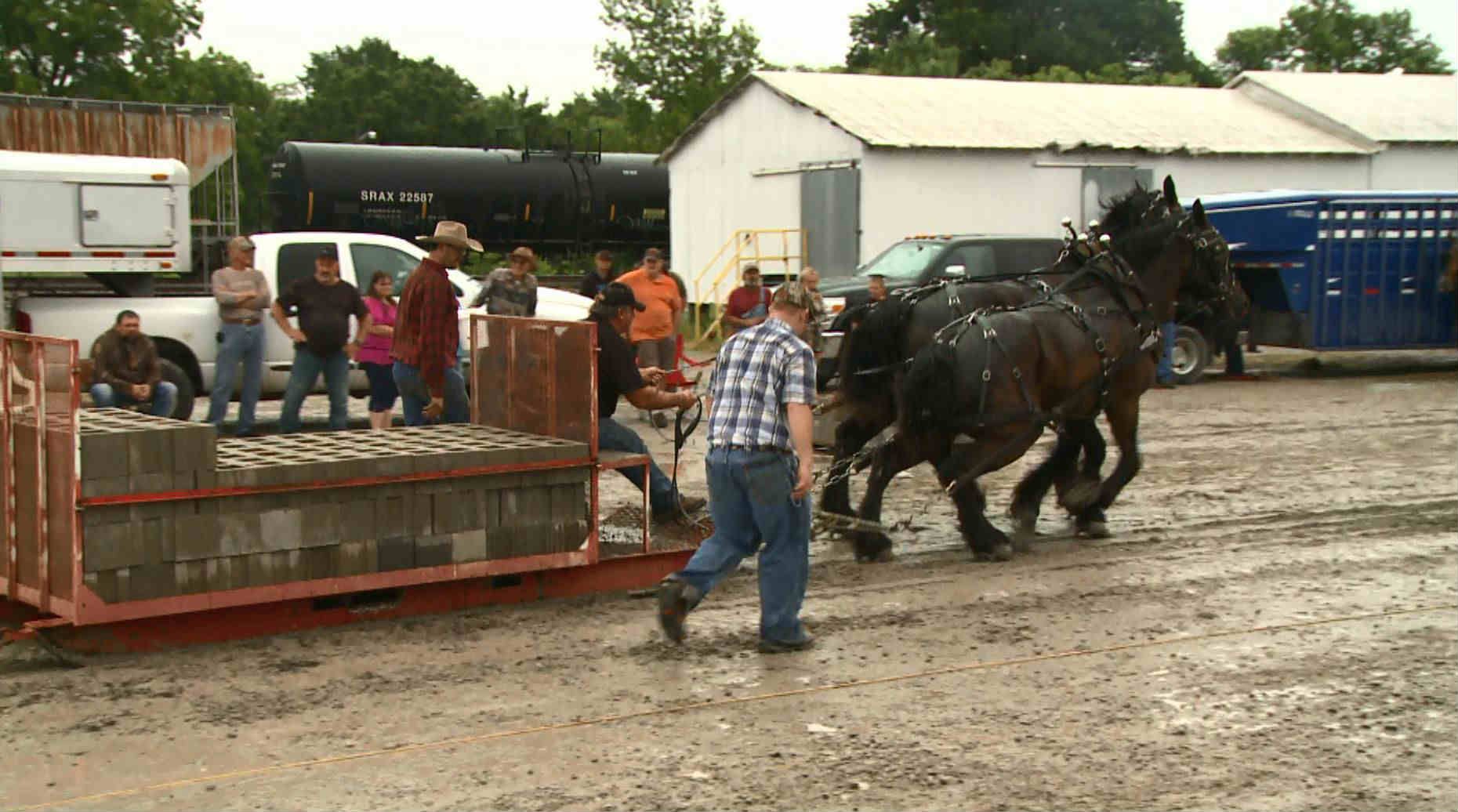 Chetopa, KS Revives Draft Horse Pulling Competition FOX 14 TV Joplin