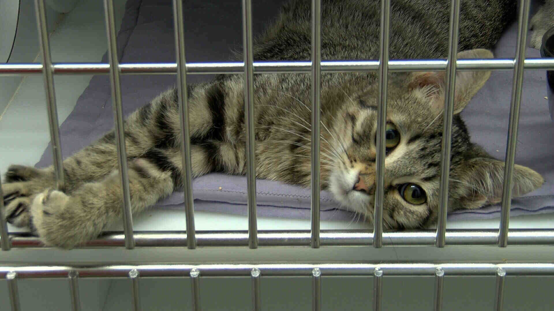 "Faithful Friends" Opens Animal Shelter in Neosho FOX 14 TV Joplin and Pittsburg News Weather