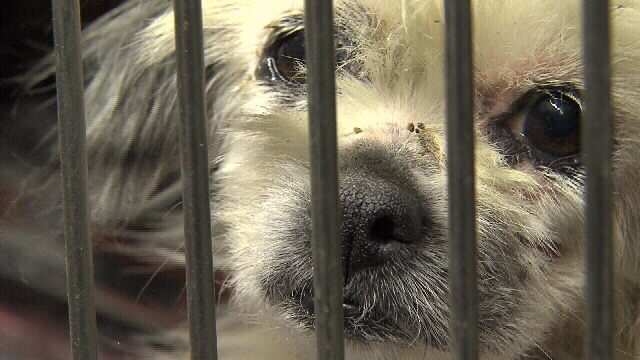 Many local animal shelters noticing more abandoned pets - KOAM TV 7